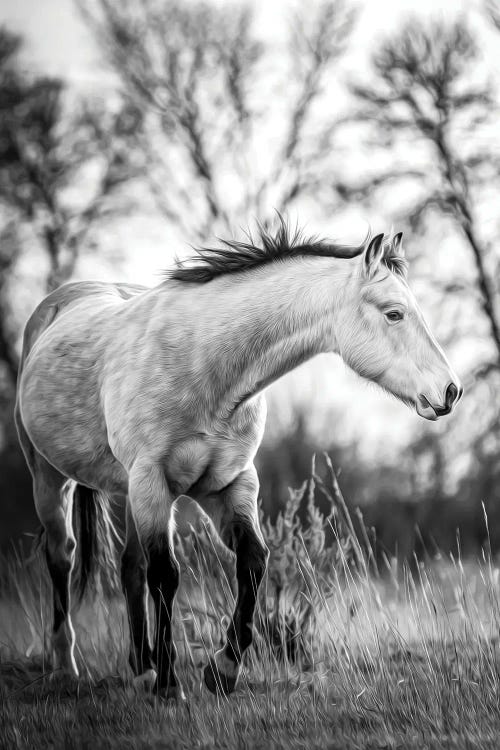 Grey Horse Portrait Black And White