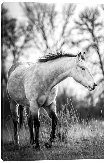 Grey Horse Portrait Black And White Canvas Art Print - Nik Rave