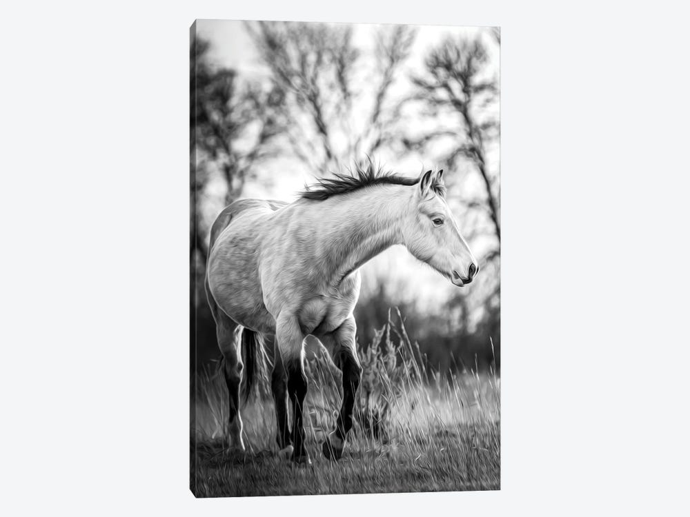 Grey Horse Portrait Black And White by Nik Rave 1-piece Canvas Wall Art