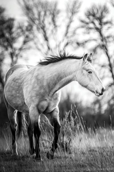 Nik Rave: Grey Horse Portrait Black And White by Nik Rave