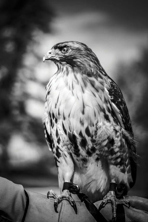 Hunting Hawk Portrait