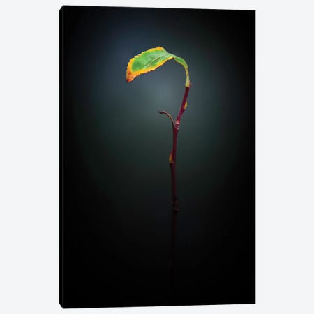 Lonely Leaf Fine Art Canvas Print #NRV268} by Nik Rave Canvas Wall Art