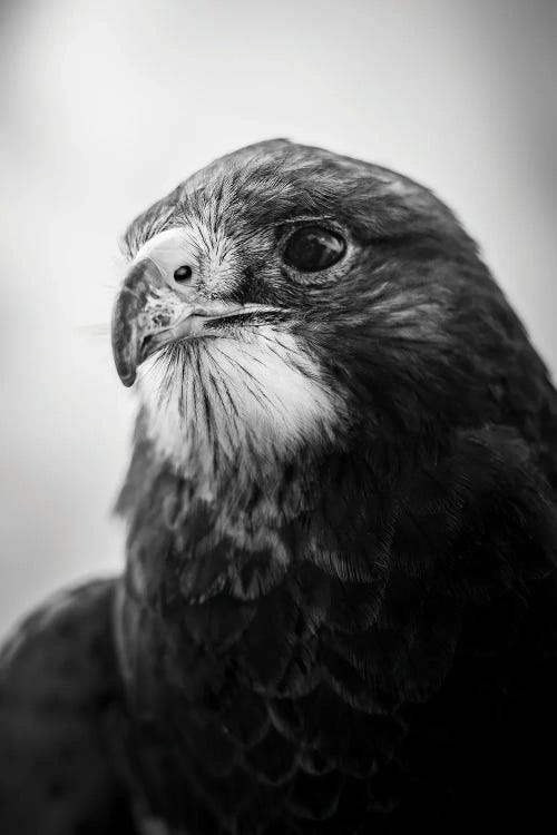 Hawk Portrait