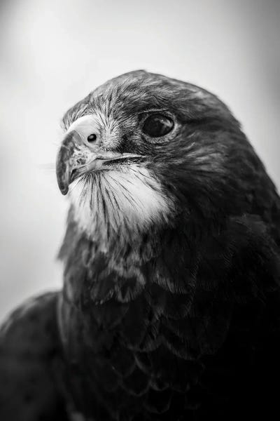 Nik Rave: Hawk Portrait by Nik Rave