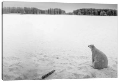 Edi: Polar Bear Looking Into Horizon Canvas Art Print - Polar Bear Art