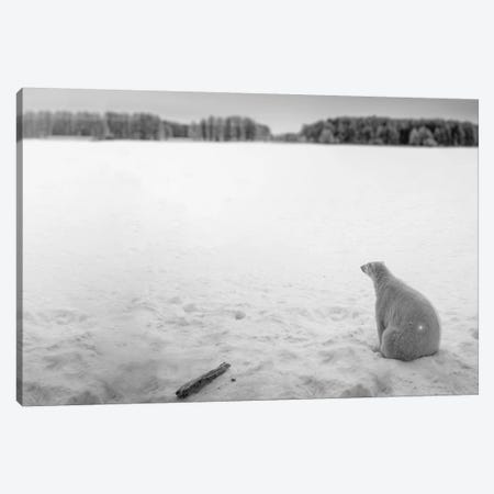 Edi: Polar Bear Looking Into Horizon Canvas Print #NRV26} by Nik Rave Art Print