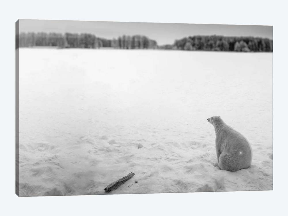 Edi: Polar Bear Looking Into Horizon by Nik Rave 1-piece Canvas Art