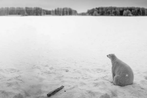 Nik Rave: Edi: Polar Bear Looking Into Horizon by Nik Rave