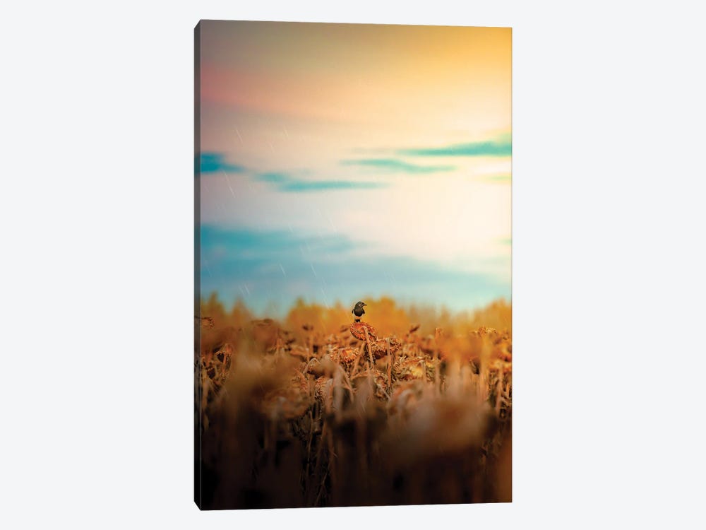 Magpie On A Sunflower Rainy Day by Nik Rave 1-piece Canvas Print