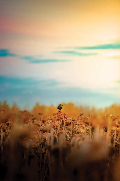 Magpies: Magpie On A Sunflower Rainy Day by Nik Rave