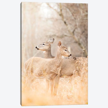 Mom And Fawn Deer Portrait Canvas Print #NRV275} by Nik Rave Canvas Artwork