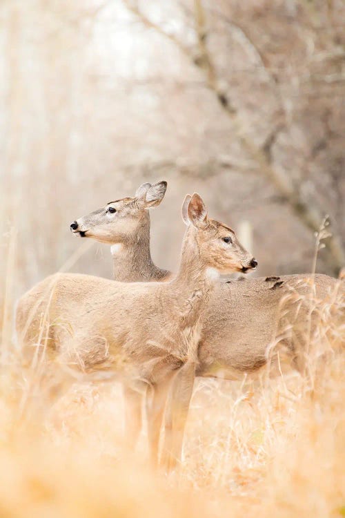 Mom And Fawn Deer Portrait