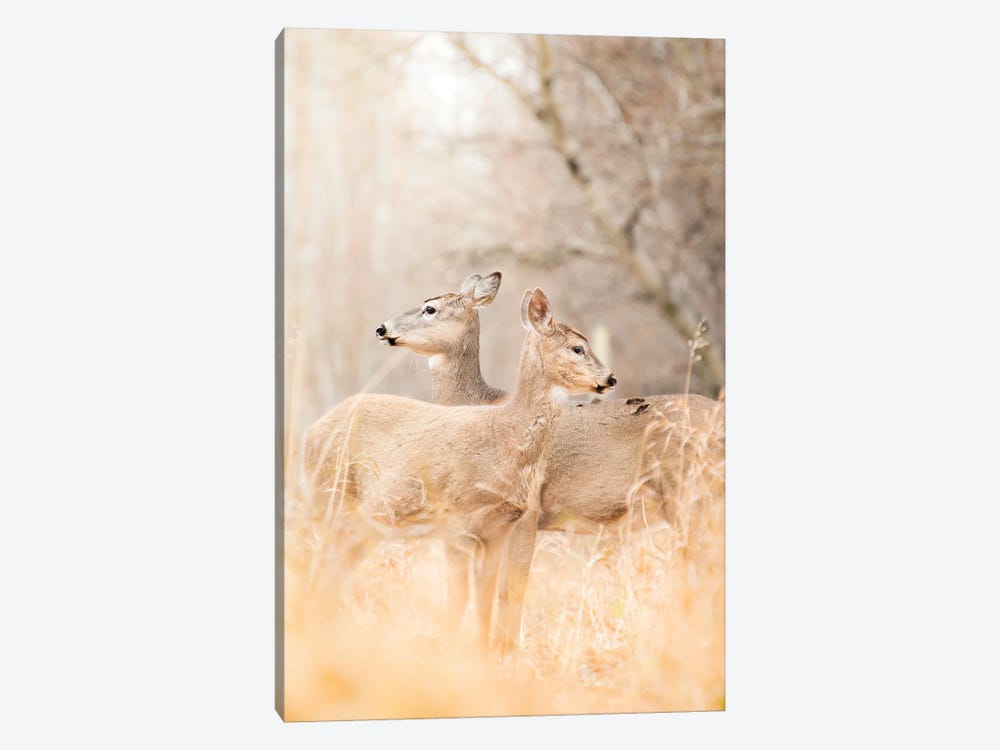 Mom And Fawn Deer Portrait by Nik Rave 1-piece Art Print