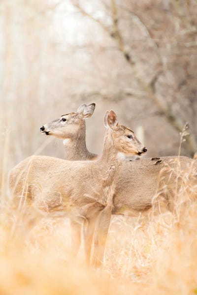 Nik Rave: Mom And Fawn Deer Portrait by Nik Rave