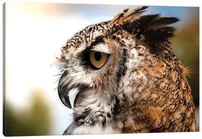 Owl Profile Canvas Art Print