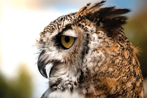 Nik Rave: Owl Profile by Nik Rave