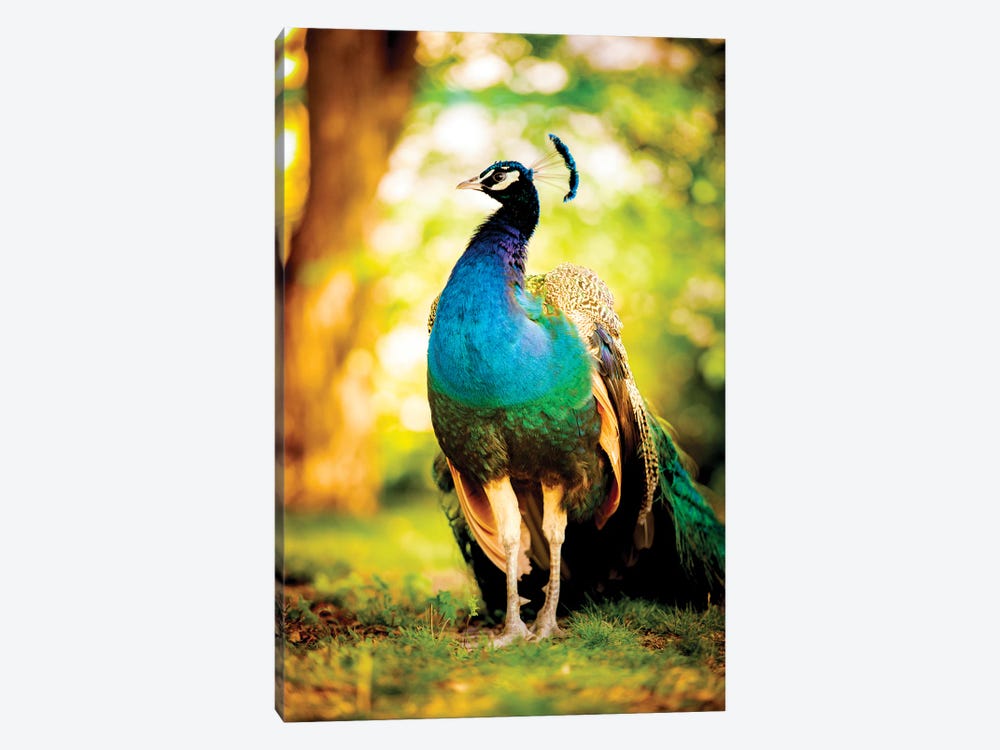 Peacock On The Sun by Nik Rave 1-piece Canvas Print