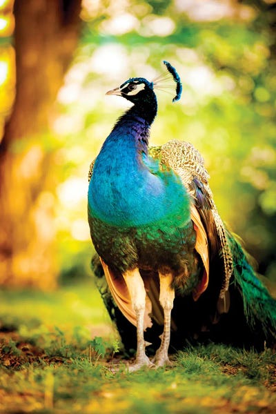 Peacocks: Peacock On The Sun by Nik Rave