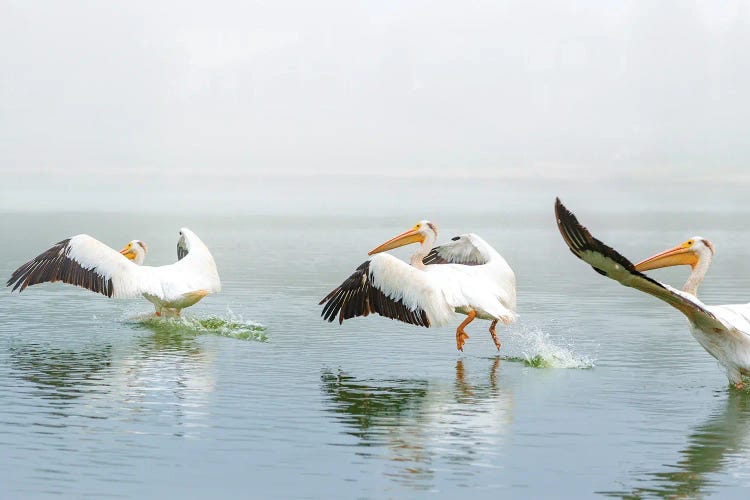 Pelican Sequence Landing