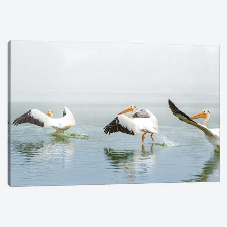 Pelican Sequence Landing Canvas Print #NRV280} by Nik Rave Canvas Art