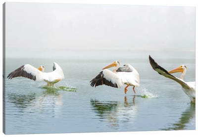 Pelican Sequence Landing Canvas Art Print - Nik Rave