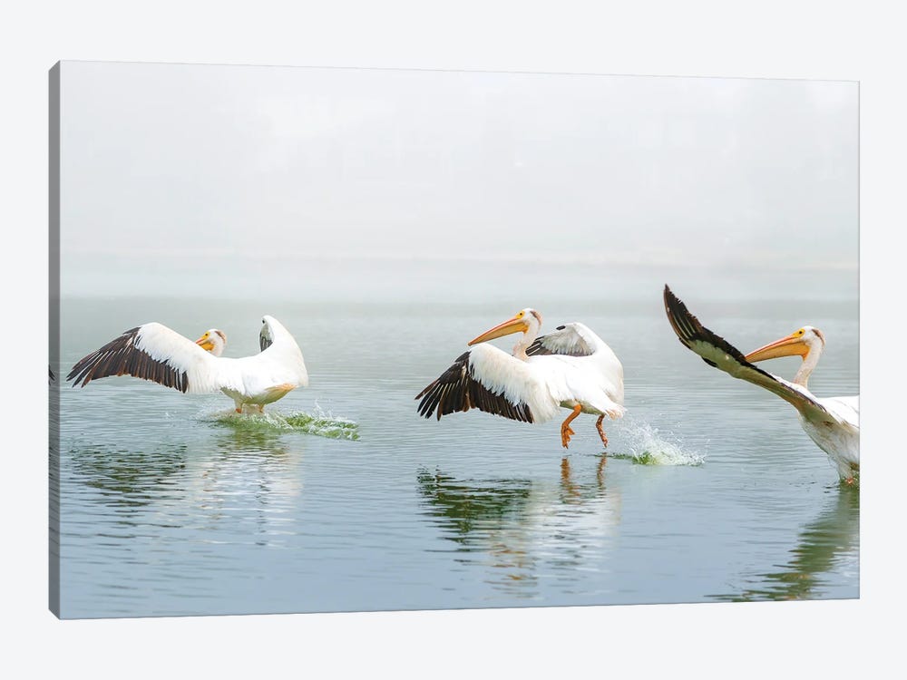 Pelican Sequence Landing by Nik Rave 1-piece Canvas Art Print