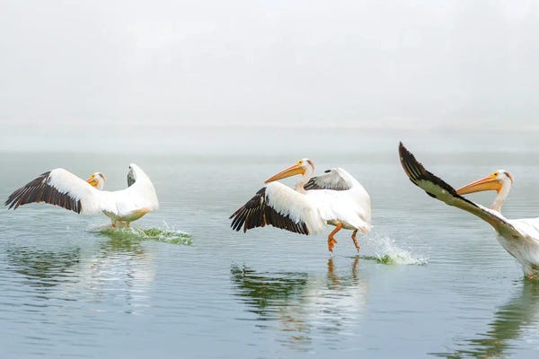 Nik Rave: Pelican Sequence Landing by Nik Rave