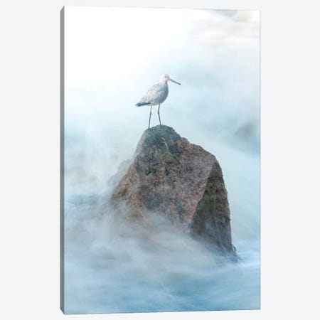 Sand Piper On The Rock Canvas Print #NRV281} by Nik Rave Canvas Artwork