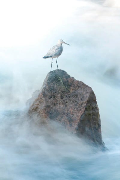 Nik Rave: Sand Piper On The Rock by Nik Rave