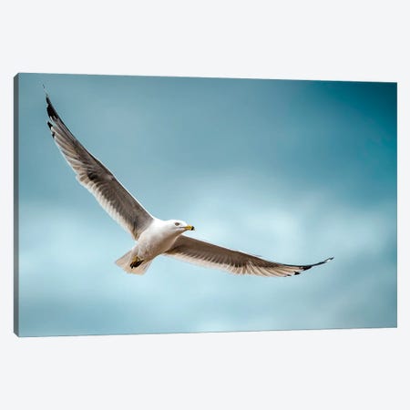 Seagull At Epic Flight Canvas Print #NRV282} by Nik Rave Canvas Wall Art
