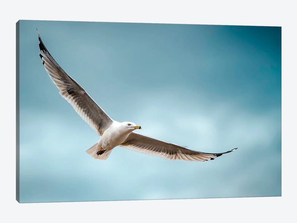 Seagull At Epic Flight by Nik Rave 1-piece Canvas Print