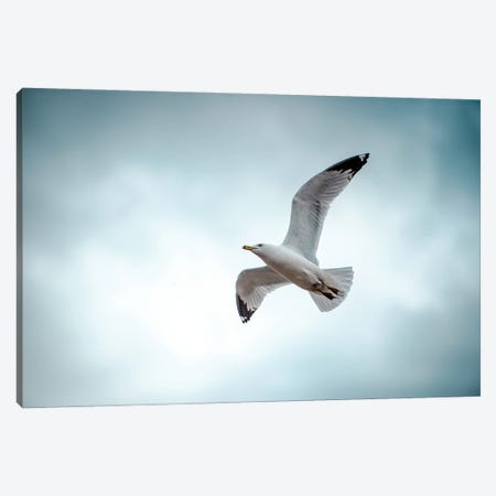 Seagull At The Take Off Canvas Print #NRV283} by Nik Rave Canvas Artwork