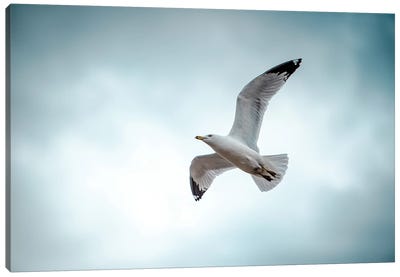 Seagull At The Take Off Canvas Art Print - Nik Rave