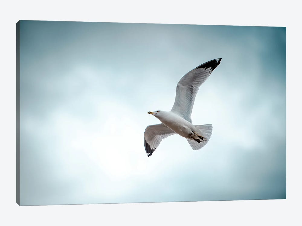 Seagull At The Take Off by Nik Rave 1-piece Canvas Art