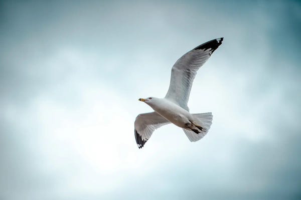 Nik Rave: Seagull At The Take Off by Nik Rave