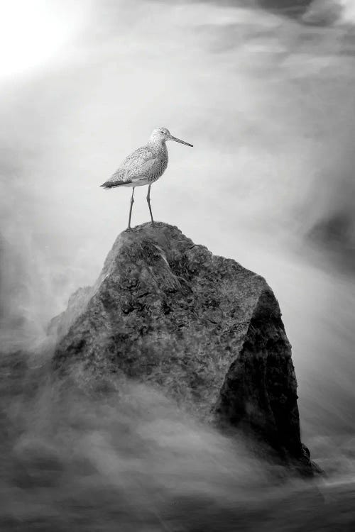 Sand Piper On The Rock Fine Art