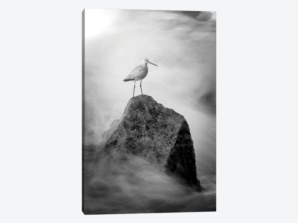 Sand Piper On The Rock Fine Art by Nik Rave 1-piece Canvas Artwork