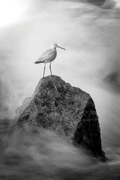 Sandpipers: Sand Piper On The Rock Fine Art by Nik Rave