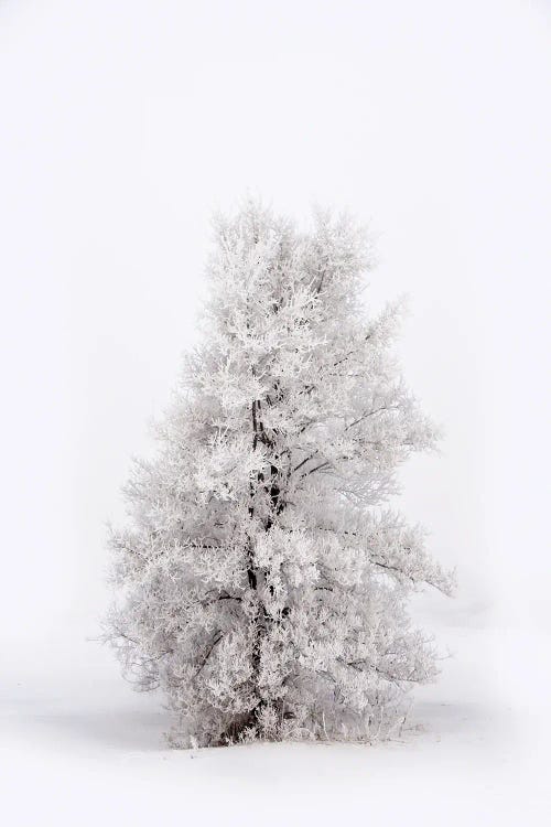 Snowy Tree At Winter