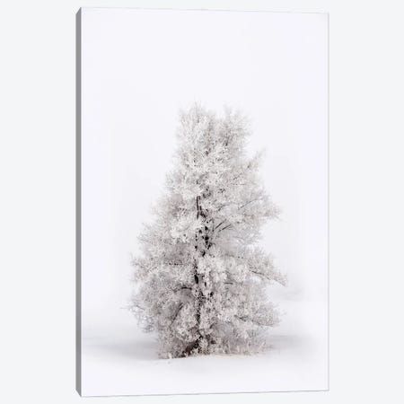 Snowy Tree At Winter Canvas Print #NRV287} by Nik Rave Canvas Print