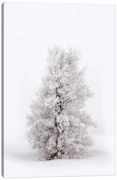 Snowy Tree At Winter Canvas Art Print - Nik Rave