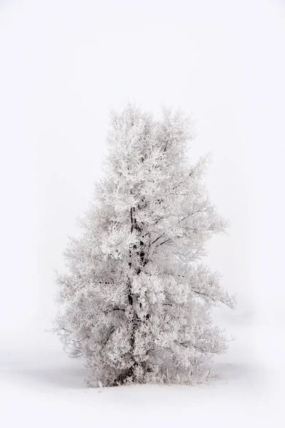 Nik Rave: Snowy Tree At Winter by Nik Rave