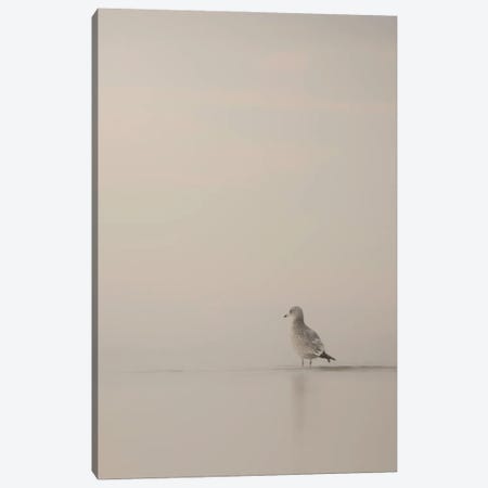 Seagull Foggy Morning Canvas Print #NRV289} by Nik Rave Canvas Art
