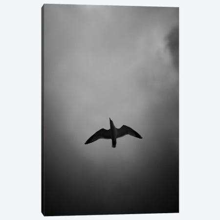 Seagull Reflection Black And White Canvas Print #NRV290} by Nik Rave Canvas Art Print