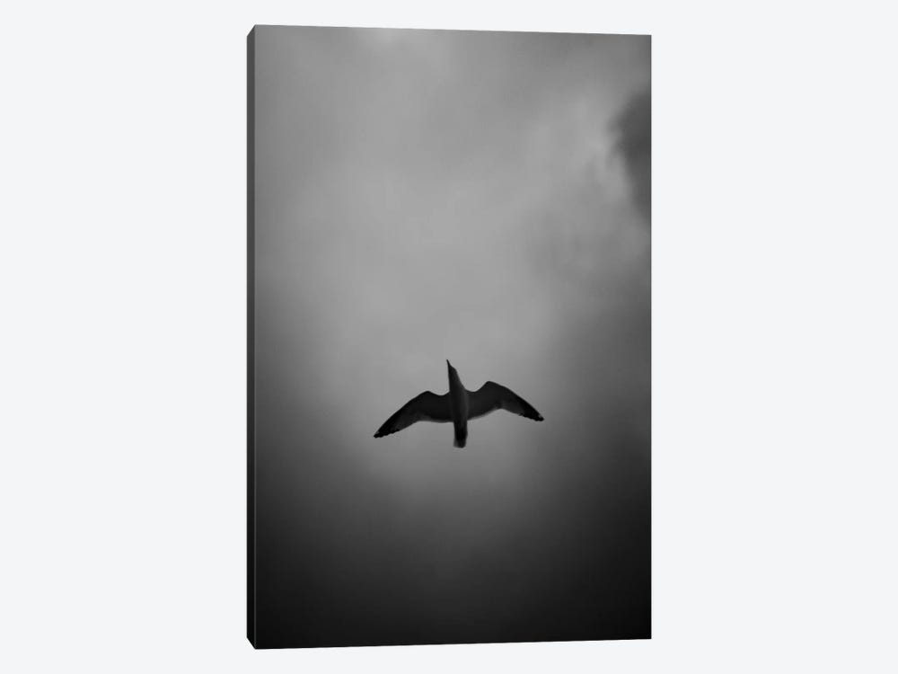 Seagull Reflection Black And White by Nik Rave 1-piece Canvas Wall Art