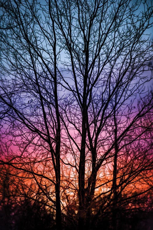 Sunset In A Forest Vibrant Drawing by Nik Rave wall art