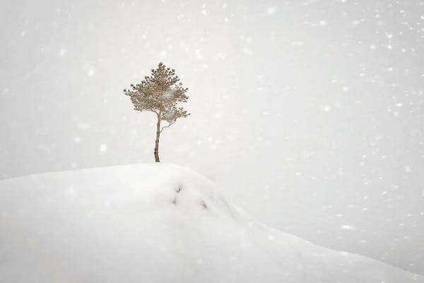 Nik Rave: Winter Tree On The Hill by Nik Rave