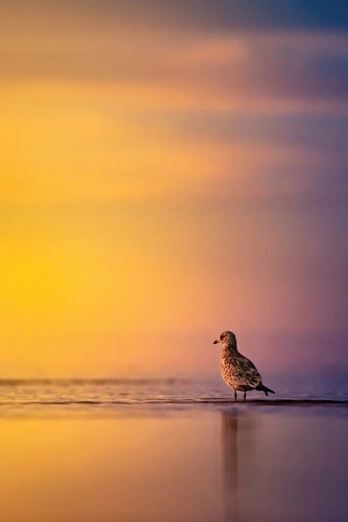 Sunrise Seagull