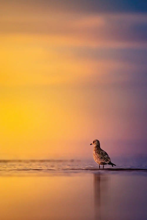 Sunrise Seagull by Nik Rave wall art