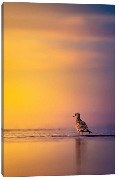 Sunrise Seagull Canvas Art Print - Gull & Seagull Art